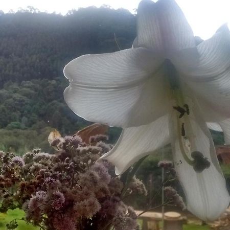 Bed and Breakfast Morada Rancho Da Lua Monte Verde  Exterior foto